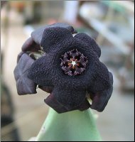 Caralluma acutangula